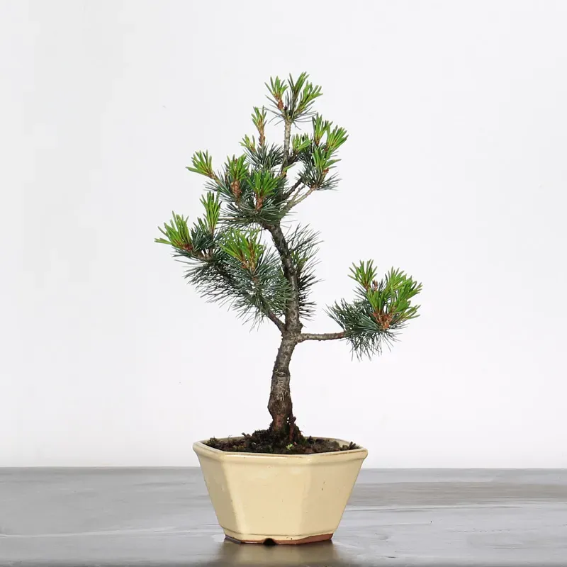 Bonsai Pin Pentaphylla PP-1-2