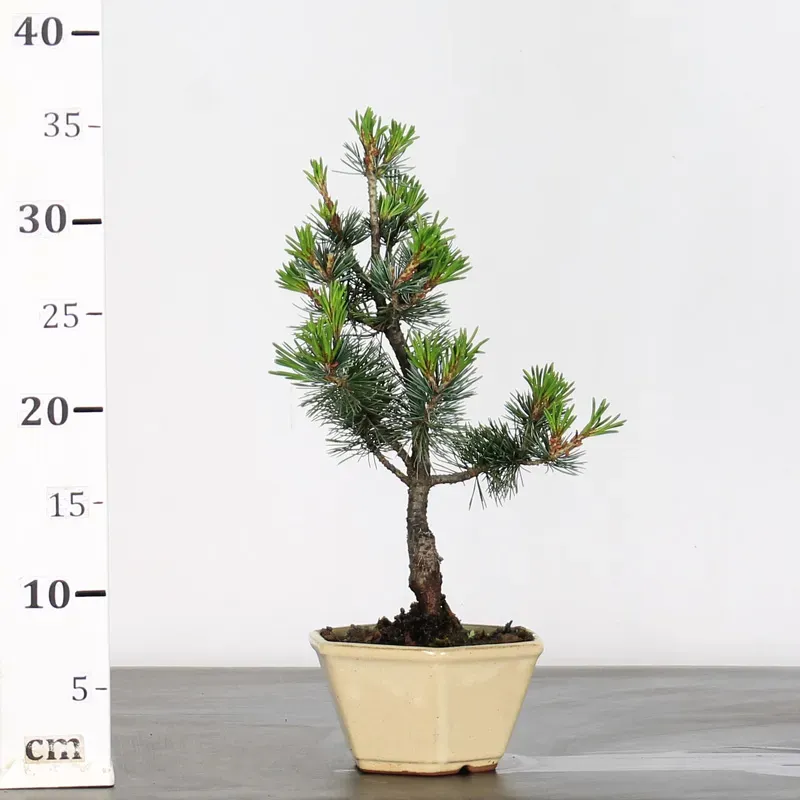image supplémentaire - PIN BLANC DU JAPON "PINUS...