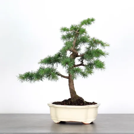 Bonsai Cèdre de l'Atlas