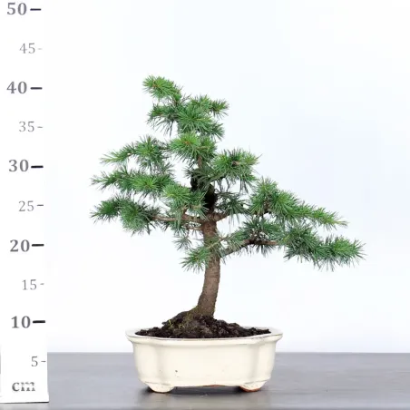 image supplémentaire - Cèdre de l'Atlas "CEDRUS...