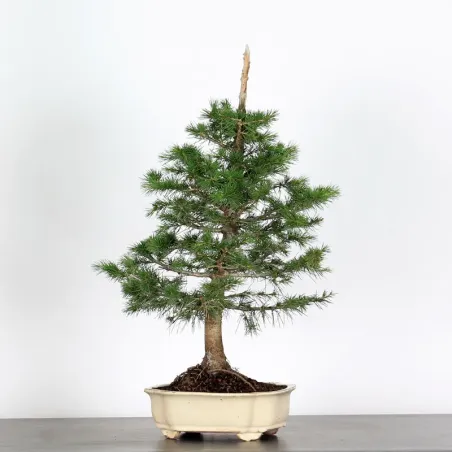 Cèdre de l'Atlas "CEDRUS ATLANTICA" 1-6