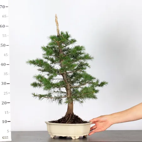 image supplémentaire - Cèdre de l'Atlas "CEDRUS...