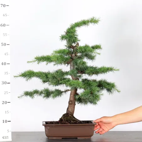 image supplémentaire - Cèdre de l'Atlas "CEDRUS...