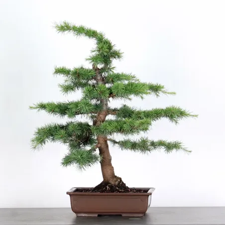 Cèdre de l'Atlas "CEDRUS ATLANTICA" 1-7