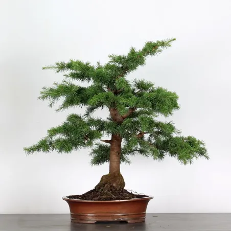 Cèdre de l'Atlas "CEDRUS ATLANTICA" 1-8