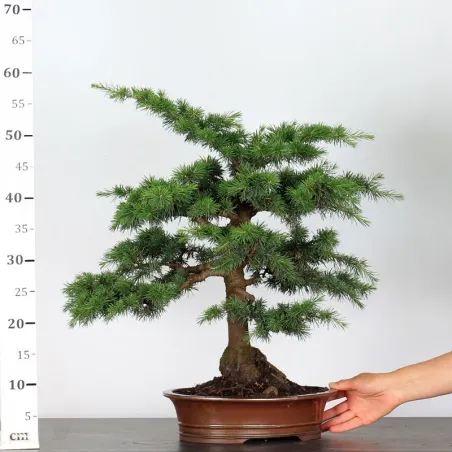 image supplémentaire - Cèdre de l'Atlas "CEDRUS...