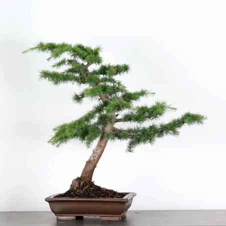 Cèdre de l'Atlas "CEDRUS ATLANTICA" 1-9
