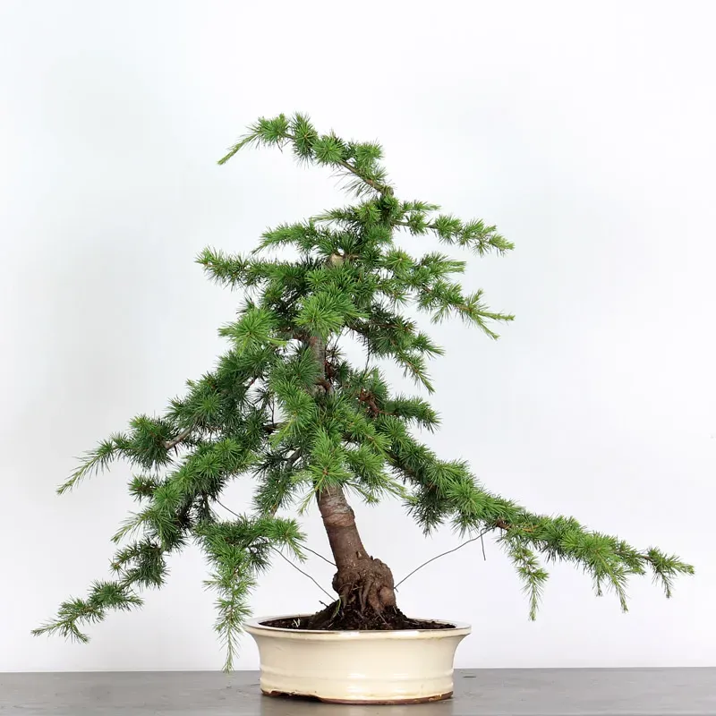 BONSAI "CEDRUS ATLANTICA" 1-11