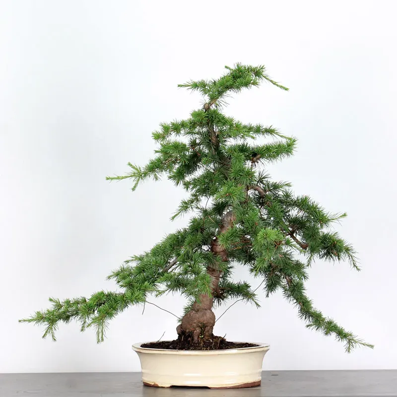image supplémentaire - BONSAI "CEDRUS ATLANTICA" 1-11