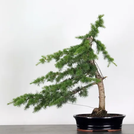 BONSAI "CEDRUS ATLANTICA" 1-12