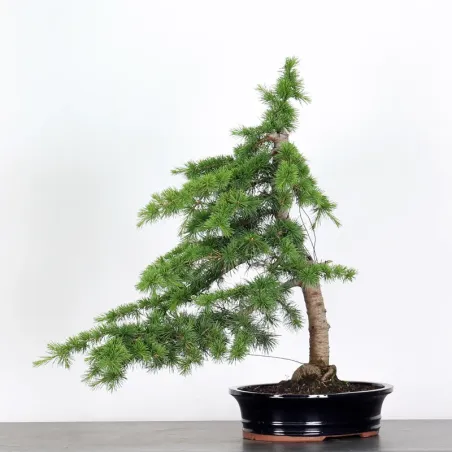 image supplémentaire - BONSAI "CEDRUS ATLANTICA" 1-12