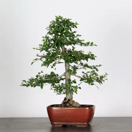 Bonsai Chinese Elm OR-1-12