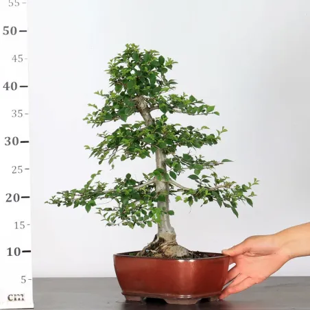 image supplémentaire - CHINESE ELM "Ulmus...