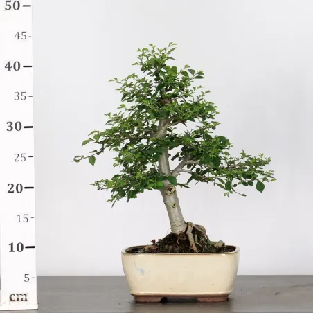 image supplémentaire - CHINESE ELM "Ulmus...