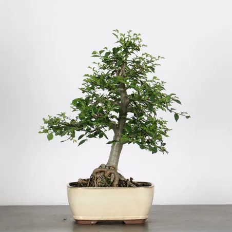 Bonsai Orme de Chine OR-1-6