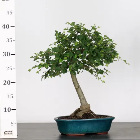 image supplémentaire - ORME DE CHINE "Ulmus...