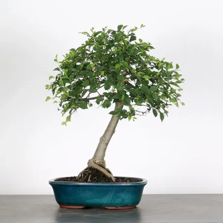 Bonsai Orme de Chine OR-1-9