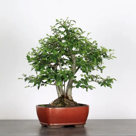 Bonsai Orme de Chine OR-1-8