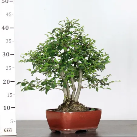image supplémentaire - ORME DE CHINE "Ulmus...