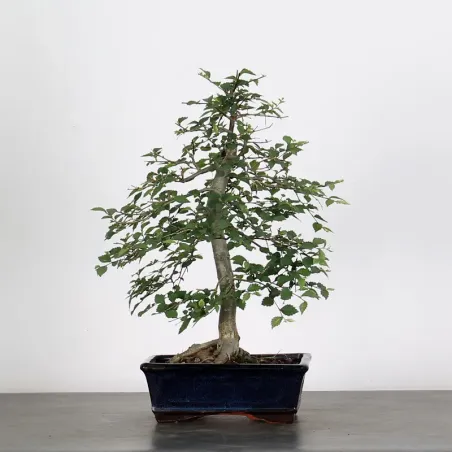 Bonsai Orme de Chine OR-1-7