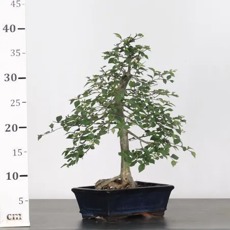 image supplémentaire - CHINESE ELM "Ulmus...