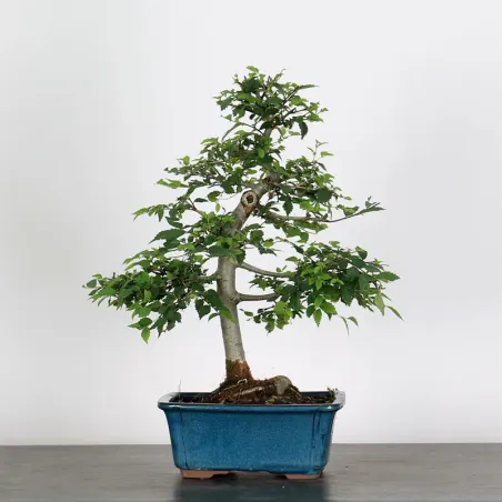 image supplémentaire - ORME DE CHINE "Ulmus...