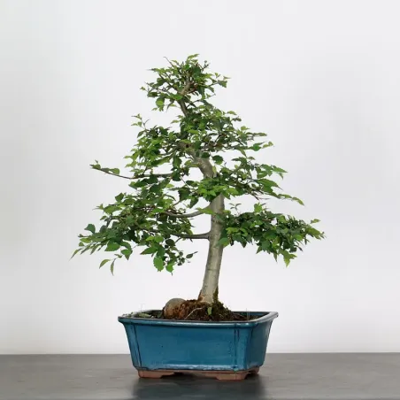 Bonsai Orme de Chine OR-2-10
