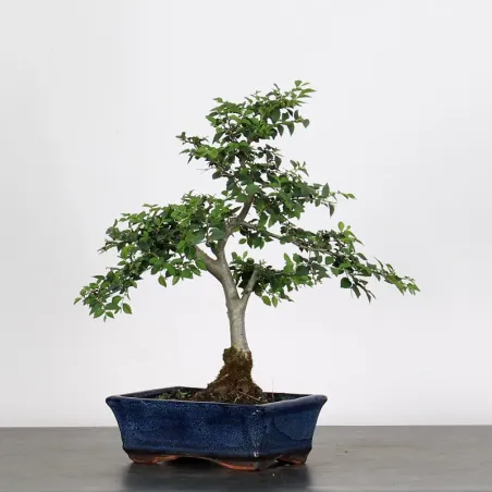 image supplémentaire - ORME DE CHINE "Ulmus...