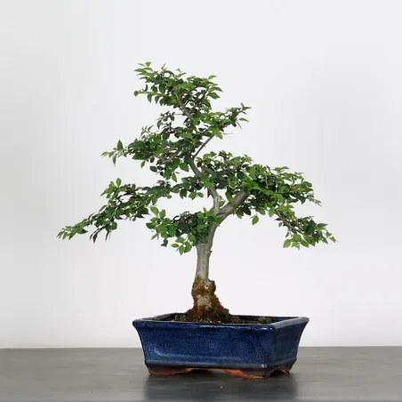 Bonsai Orme de Chine OR-2-14
