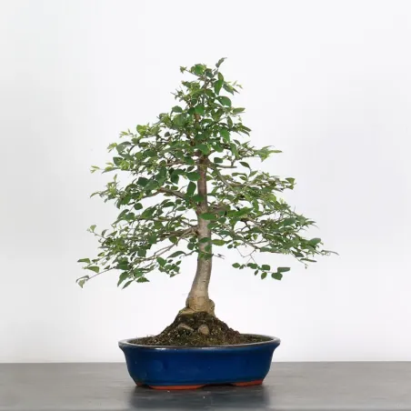 Bonsai Orme de Chine OR-1-10