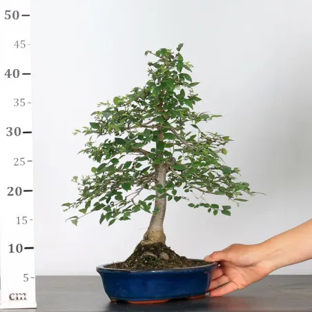 image supplémentaire - Siberian elm "Ulmus pumila"...