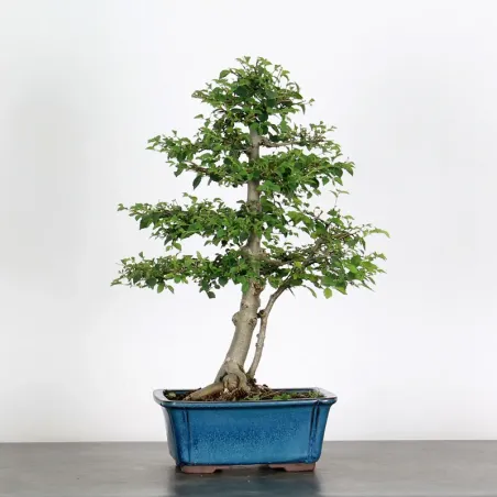 image supplémentaire - ORME DE CHINE "Ulmus...