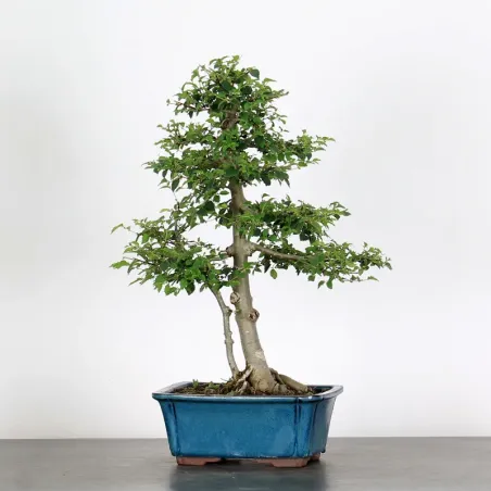 ORME DE CHINE "Ulmus parvifolia"1-18