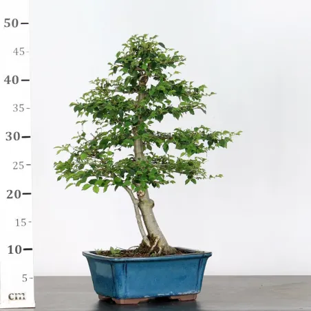 image supplémentaire - Siberian elm "Ulmus pumila"...