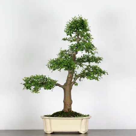 ORME DE CHINE "Ulmus parvifolia" 3-10