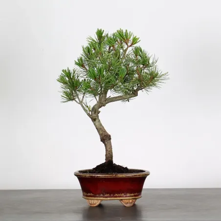 Bonsai Pin Pentaphylla PP-1-1