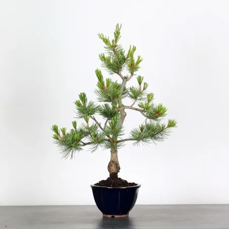 Bonsai Pin Pentaphylla PP-1-2