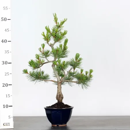 image supplémentaire - PIN BLANC DU JAPON "PINUS...