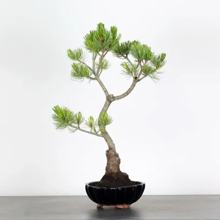 Bonsai Pin Pentaphylla PP-1-3