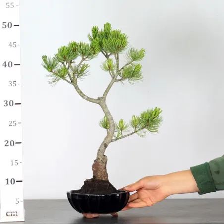 image supplémentaire - JAPANESE WHITE PINE...
