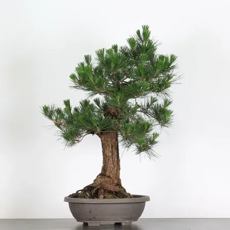 JAPANESE BLACK PINE "THUNBERGII" 1-3