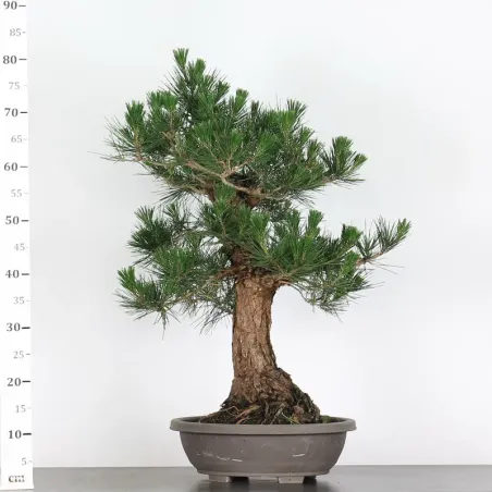 image supplémentaire - JAPANESE BLACK PINE...
