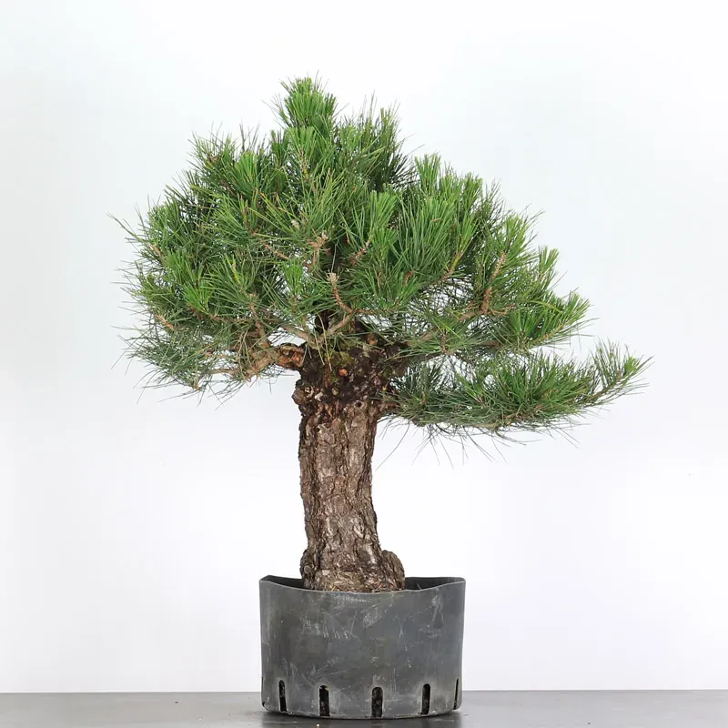 JAPANESE BLACK PINE "THUNBERGII" 1-5