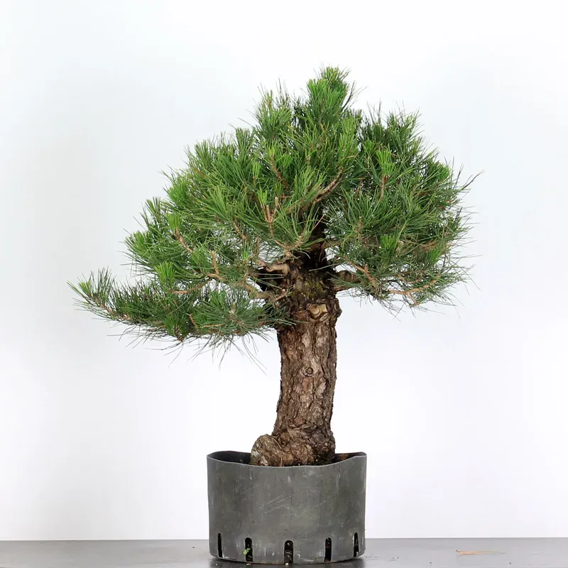 image supplémentaire - JAPANESE BLACK PINE...