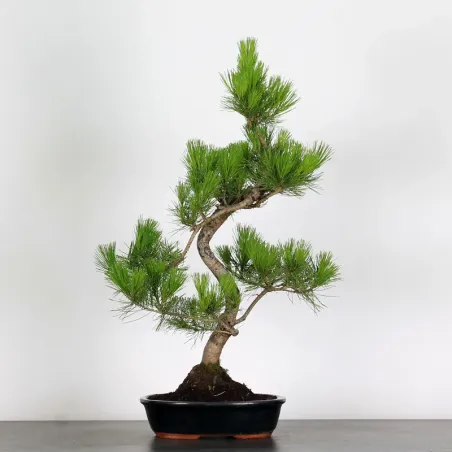 image supplémentaire - JAPANESE BLACK PINE...