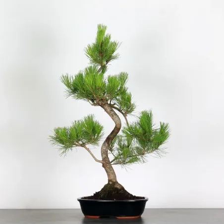 JAPANESE BLACK PINE "THUNBERGII" 1-6