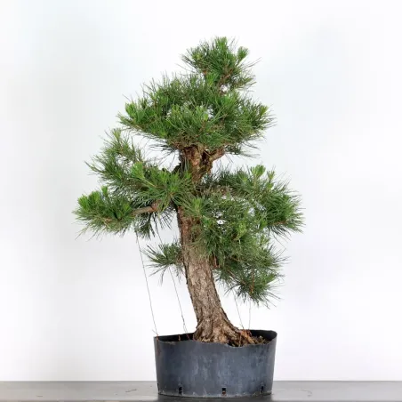 image supplémentaire - JAPANESE BLACK PINE...