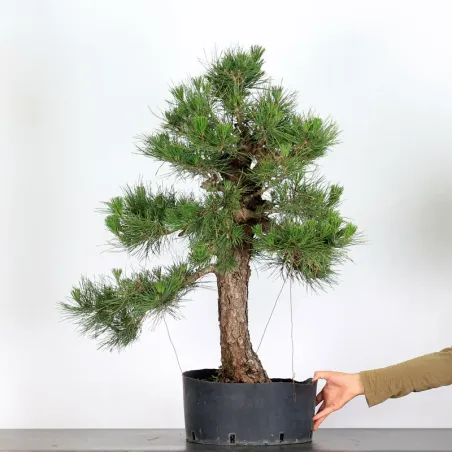 JAPANESE BLACK PINE "THUNBERGII" 1-7