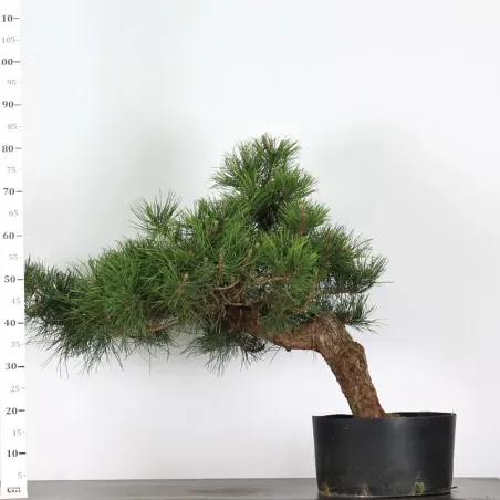 image supplémentaire - JAPANESE BLACK PINE...