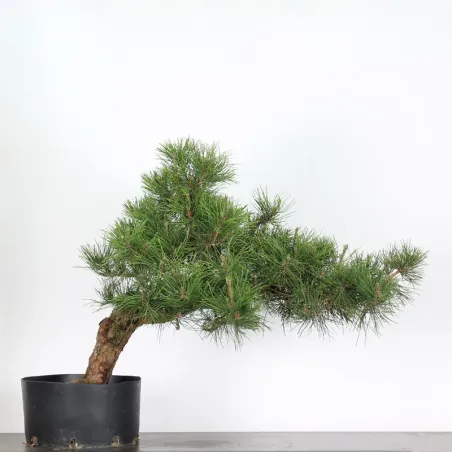JAPANESE BLACK PINE "THUNBERGII" 1-8